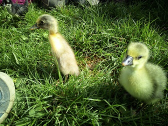 BauernhofKiga Schwalbennest 3