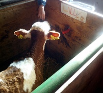 BauernhofKiga Schwalbennest 1