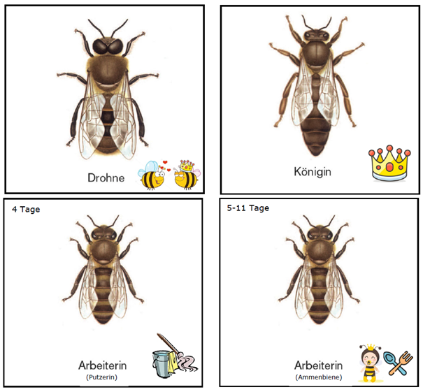 Abb. 4 Übersicht der unterschiedlichen Bienen